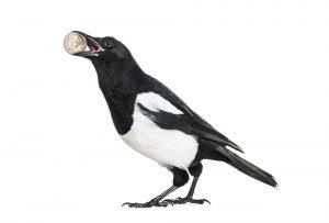 Common Magpie, Pica pica, holding shiny Euro in beak, in front of white background