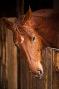 Read more about the article Gebrauchte Tiere
