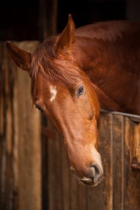 Horse Profile