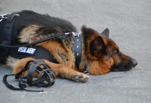 Portrait of police dog resting