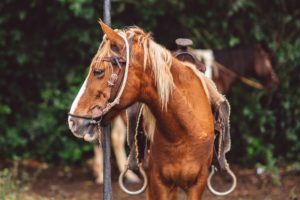 Horse portrait