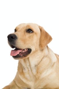 Labrador retriever dog