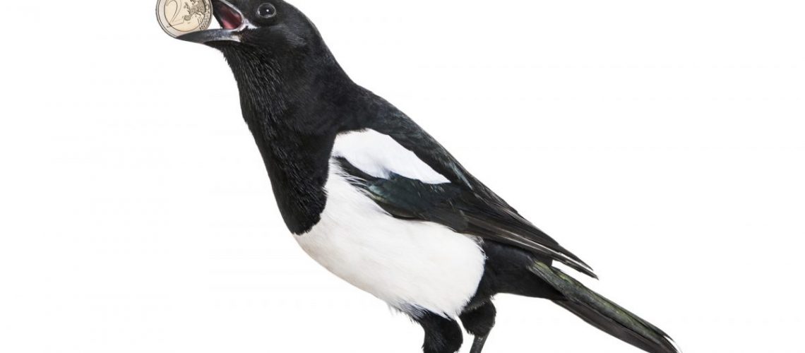 Common Magpie, Pica pica, holding shiny Euro in beak, in front of white background