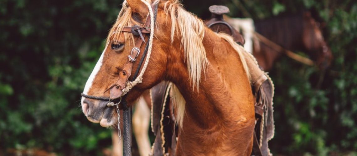 Horse portrait