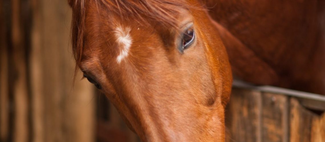 Horse Profile