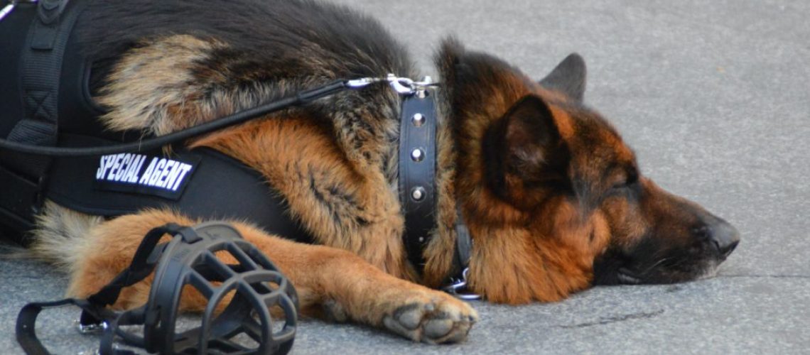 Portrait of police dog resting